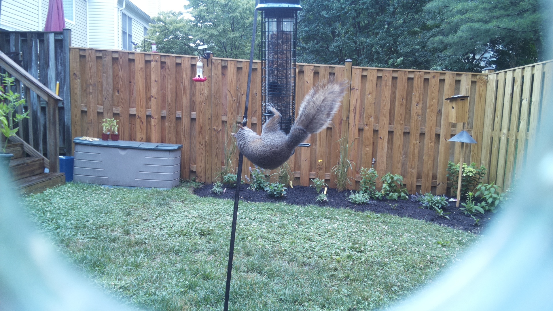 Unknown Bird
