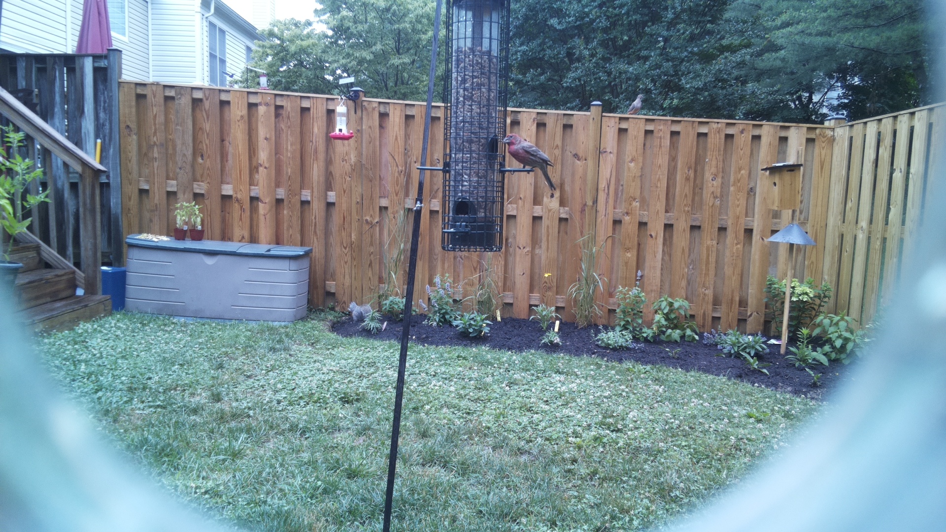 Purple Finch