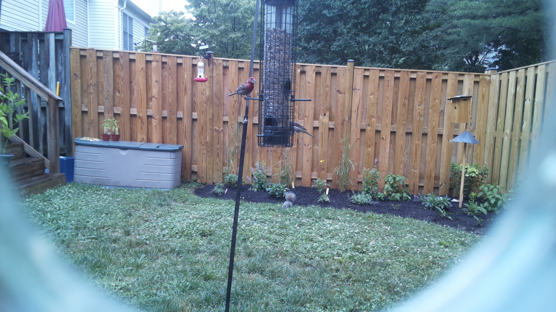 Purple Finch