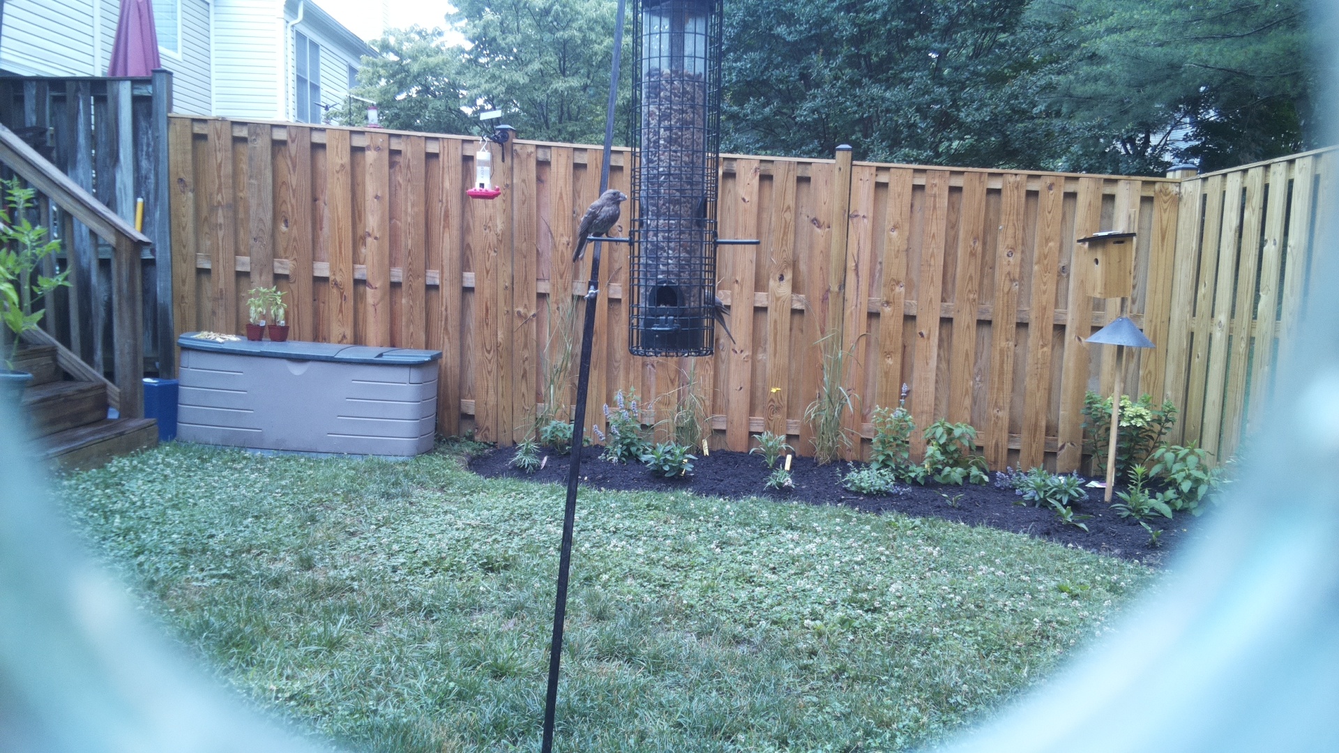 Likely Blackbird/Grackle