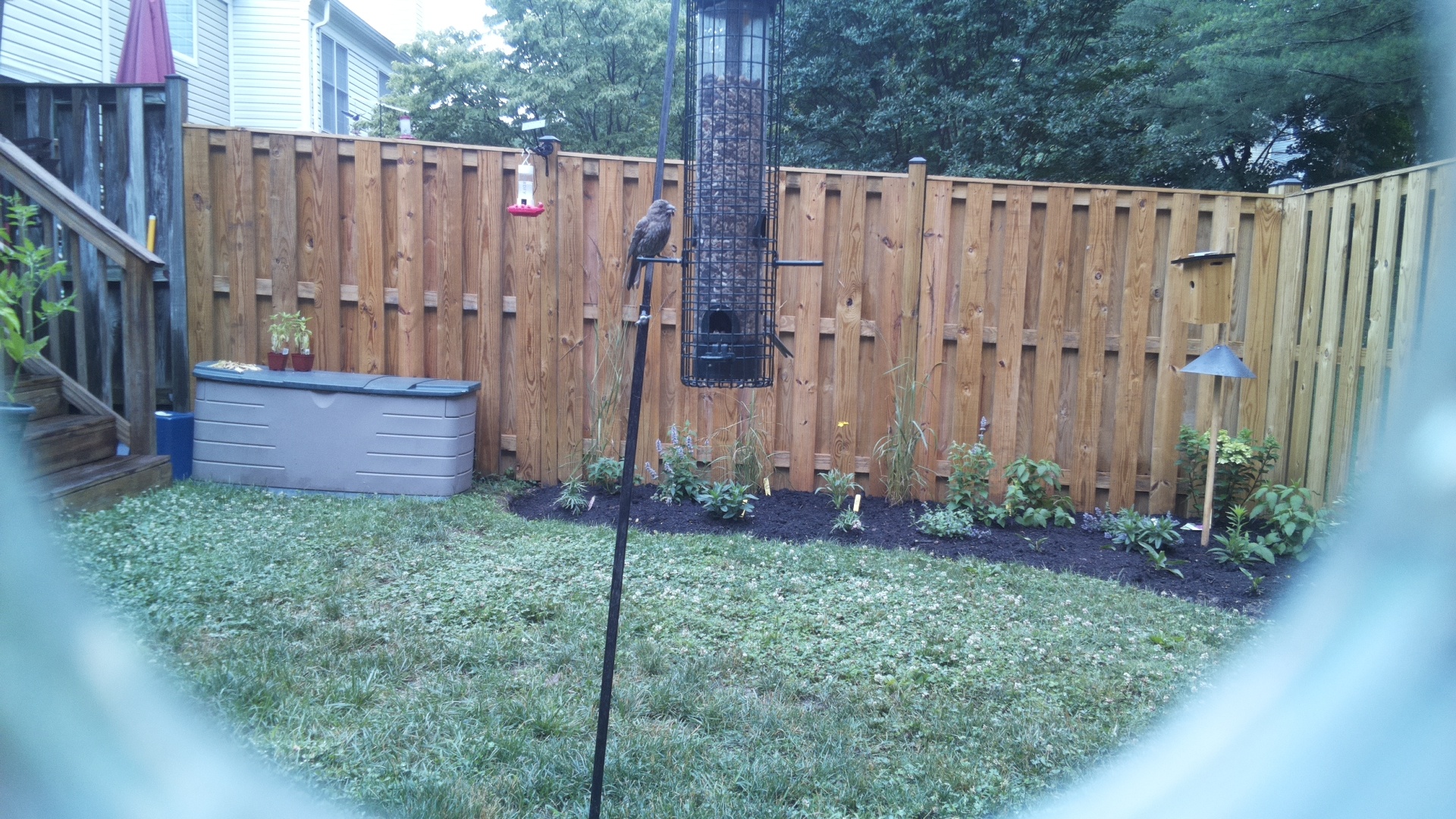 Likely Blackbird/Grackle