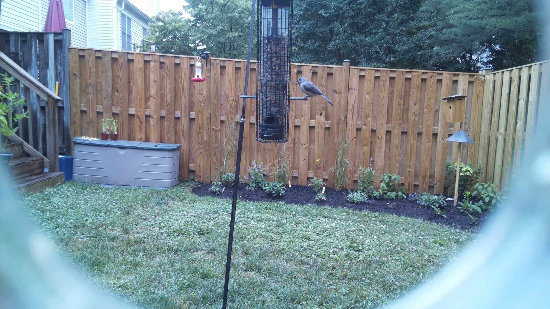 Likely Chickadee/Titmouse