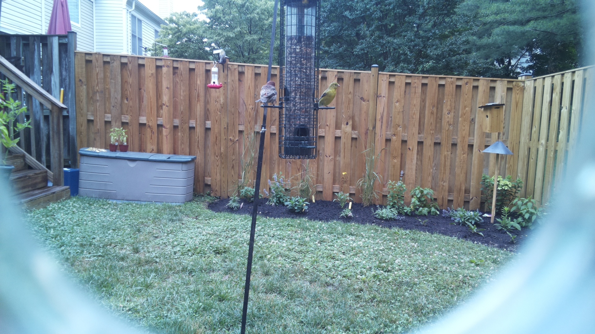 American Goldfinch