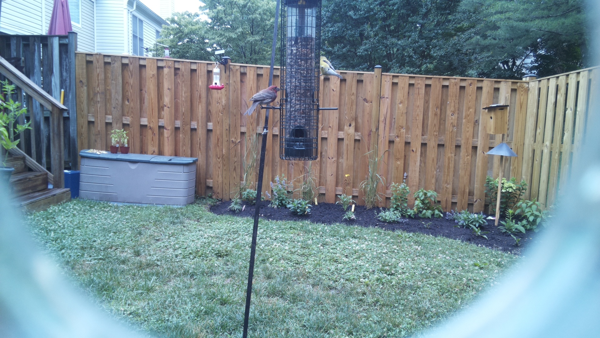 Purple Finch