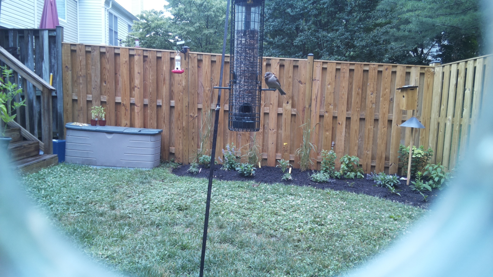 Unknown Bird
