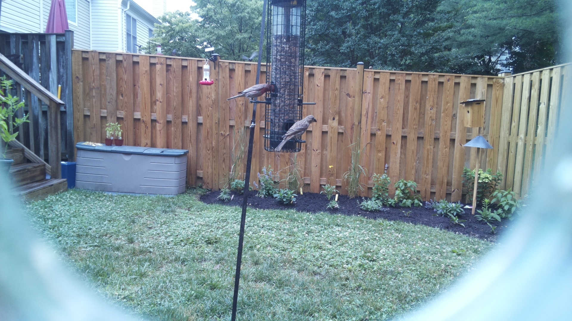 Purple Finch