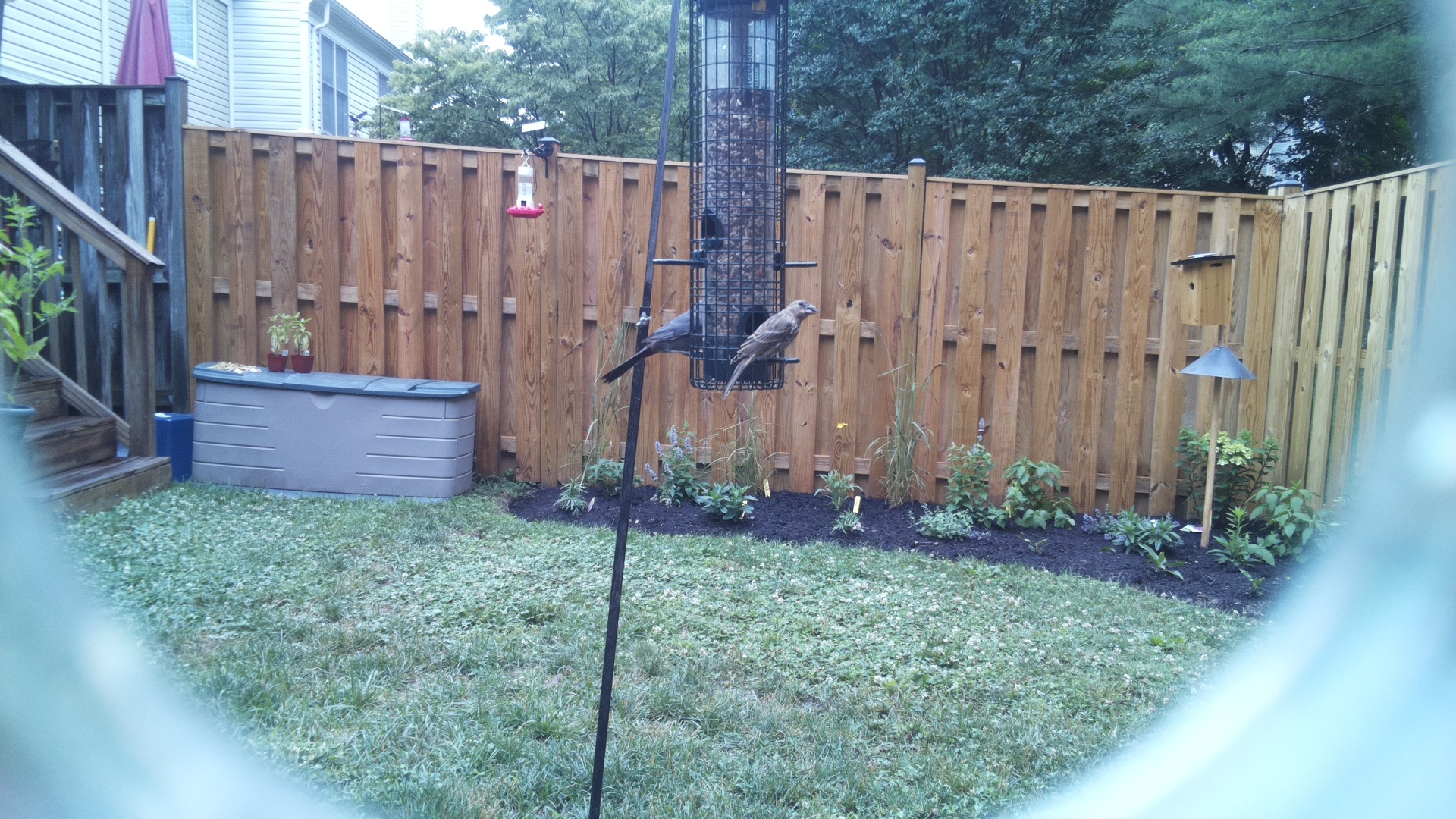 Brown-headed Cowbird