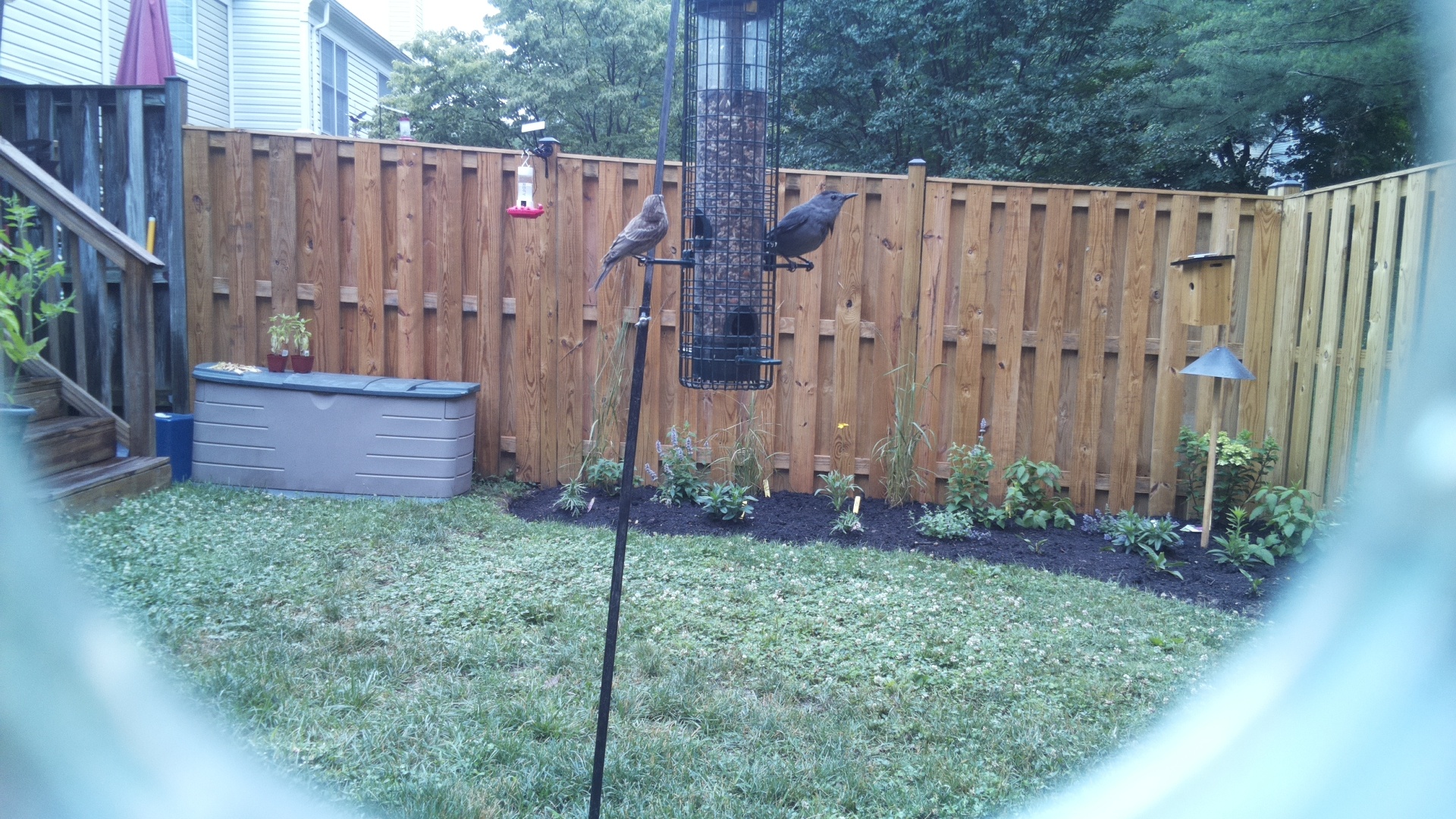 Likely Finch