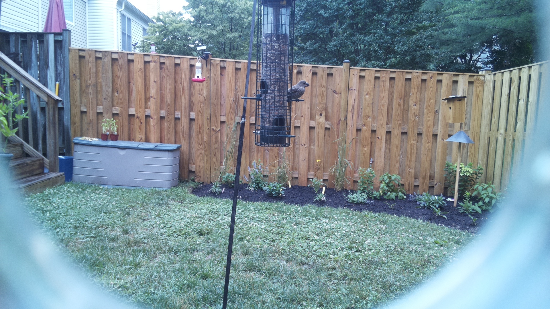 Likely Blackbird/Grackle
