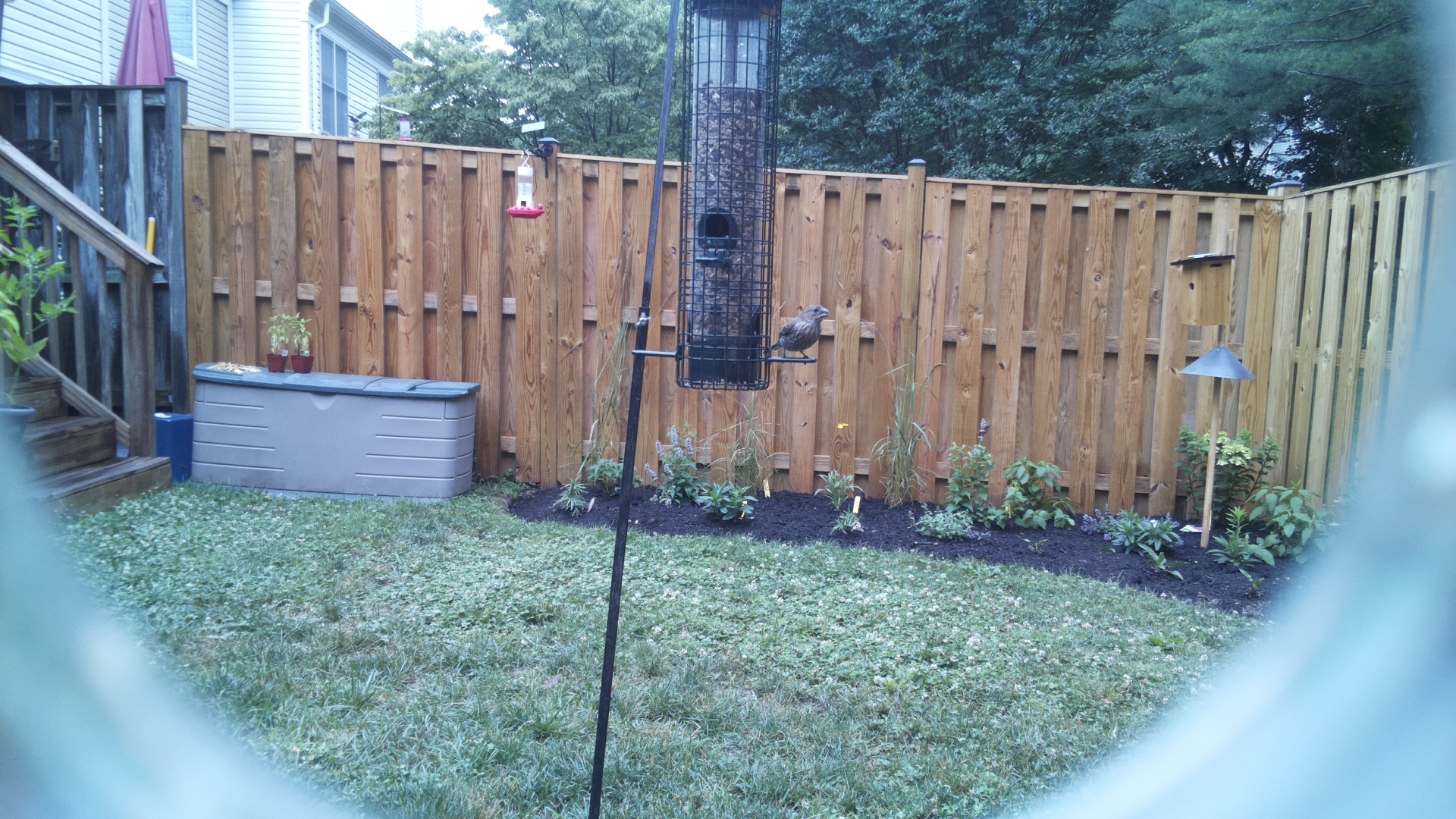 Likely Blackbird/Grackle