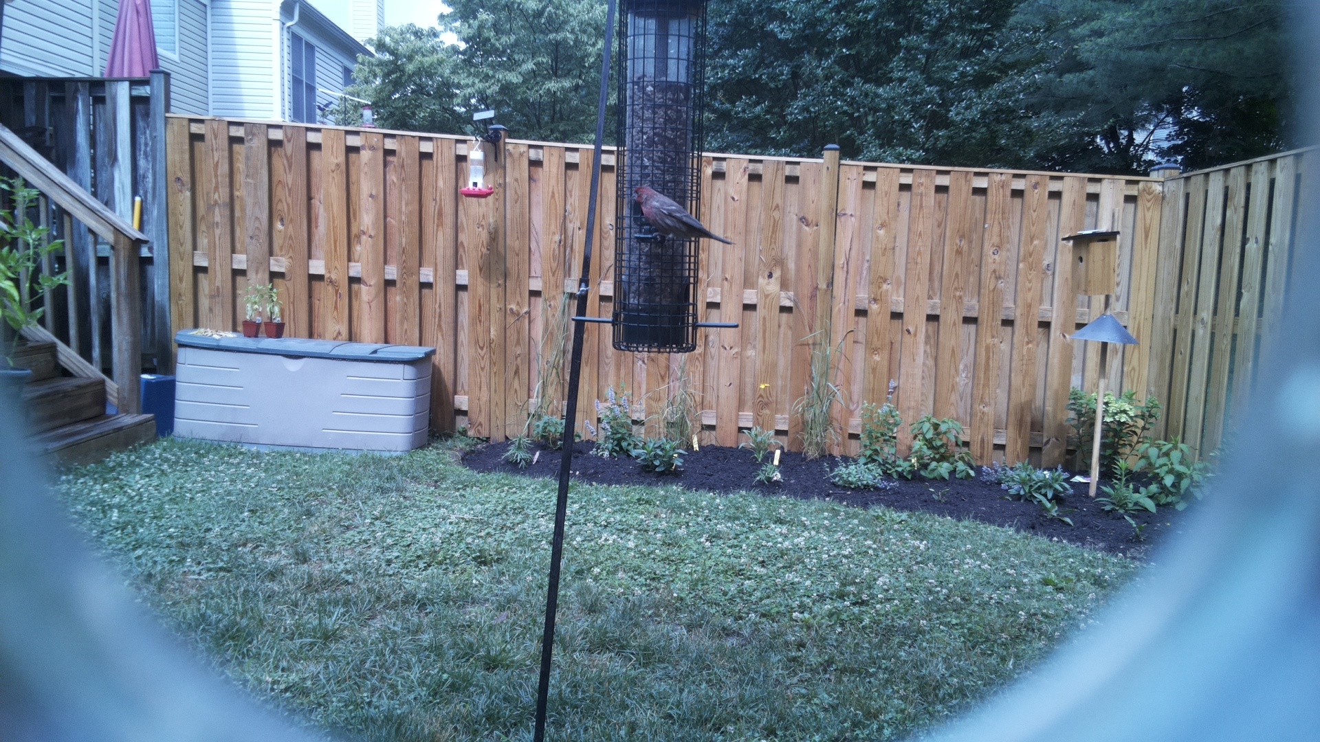 Likely Finch