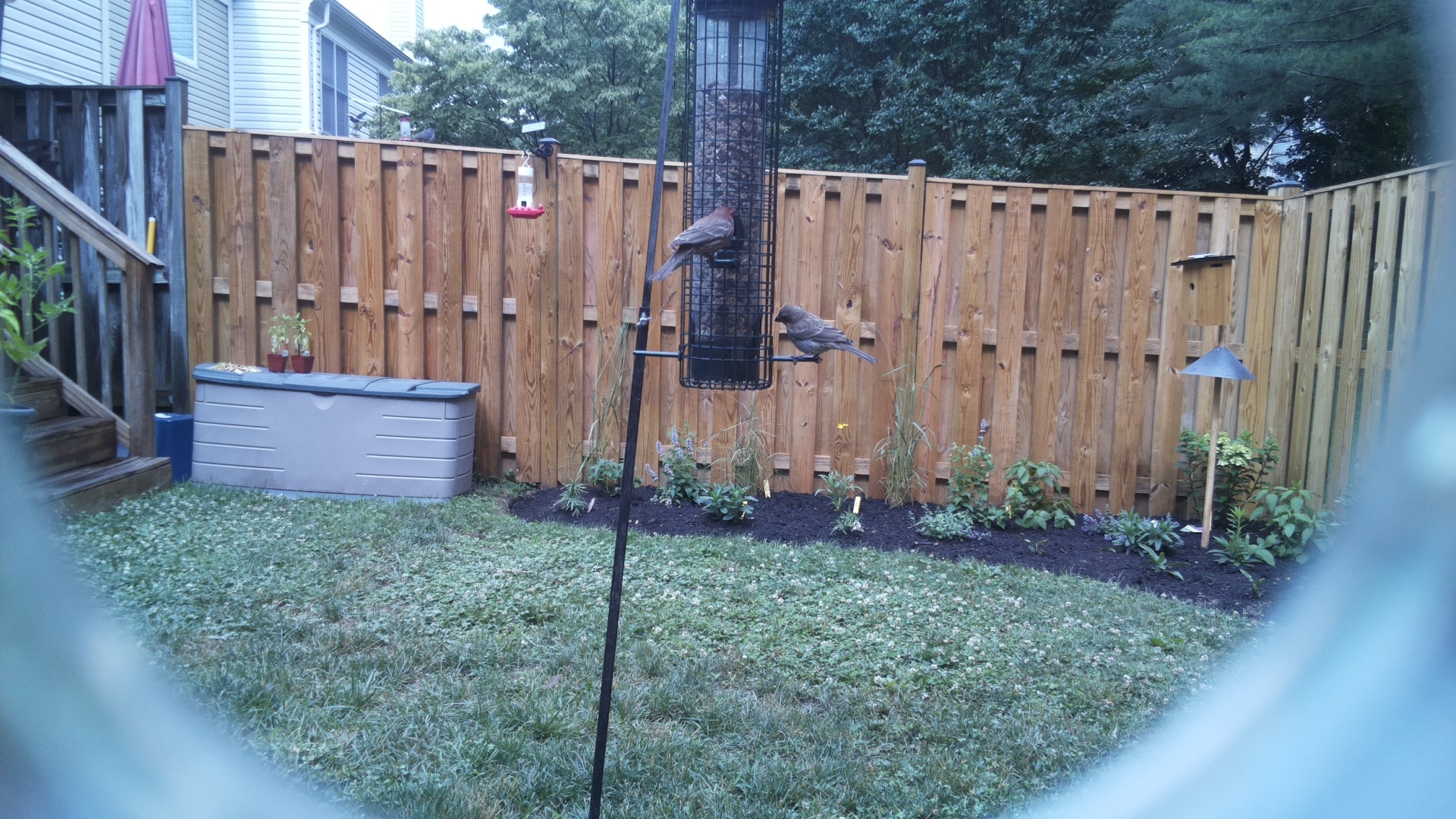 House Finch