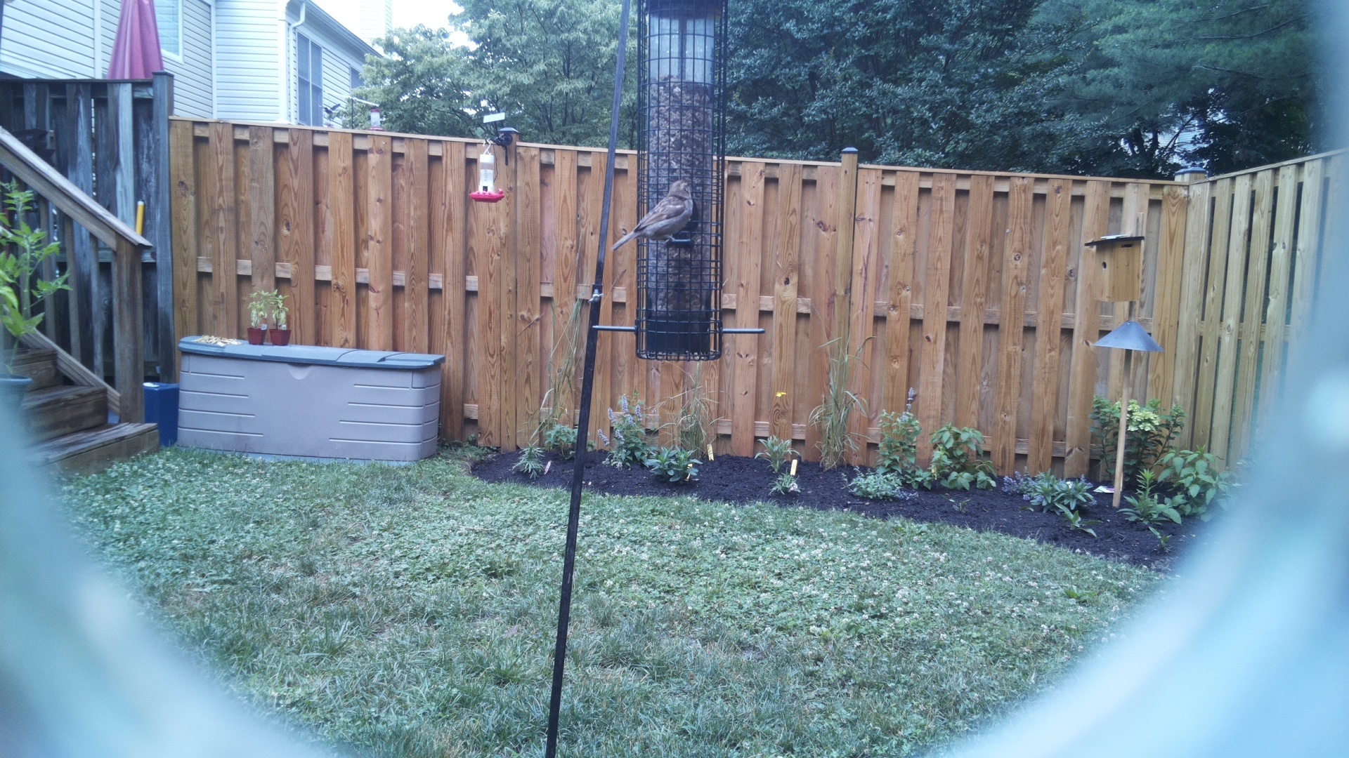 Likely Finch