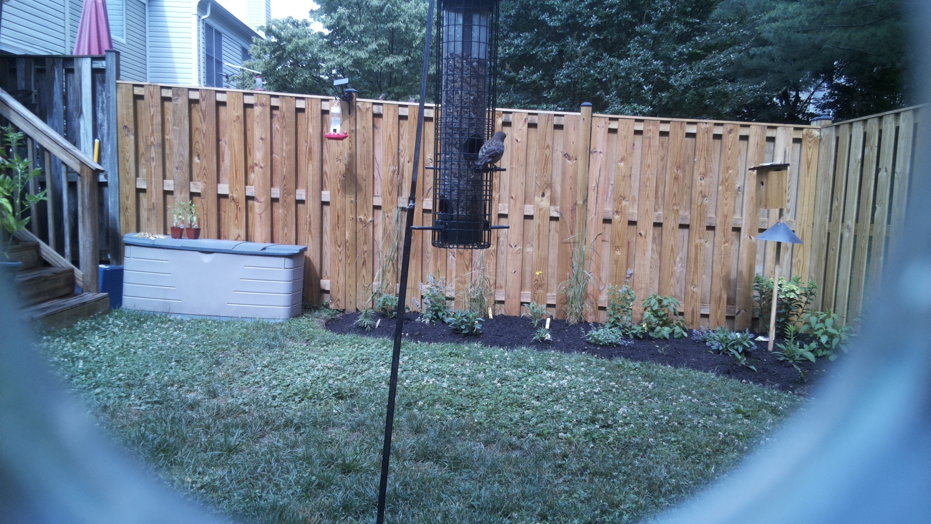 Unknown Bird