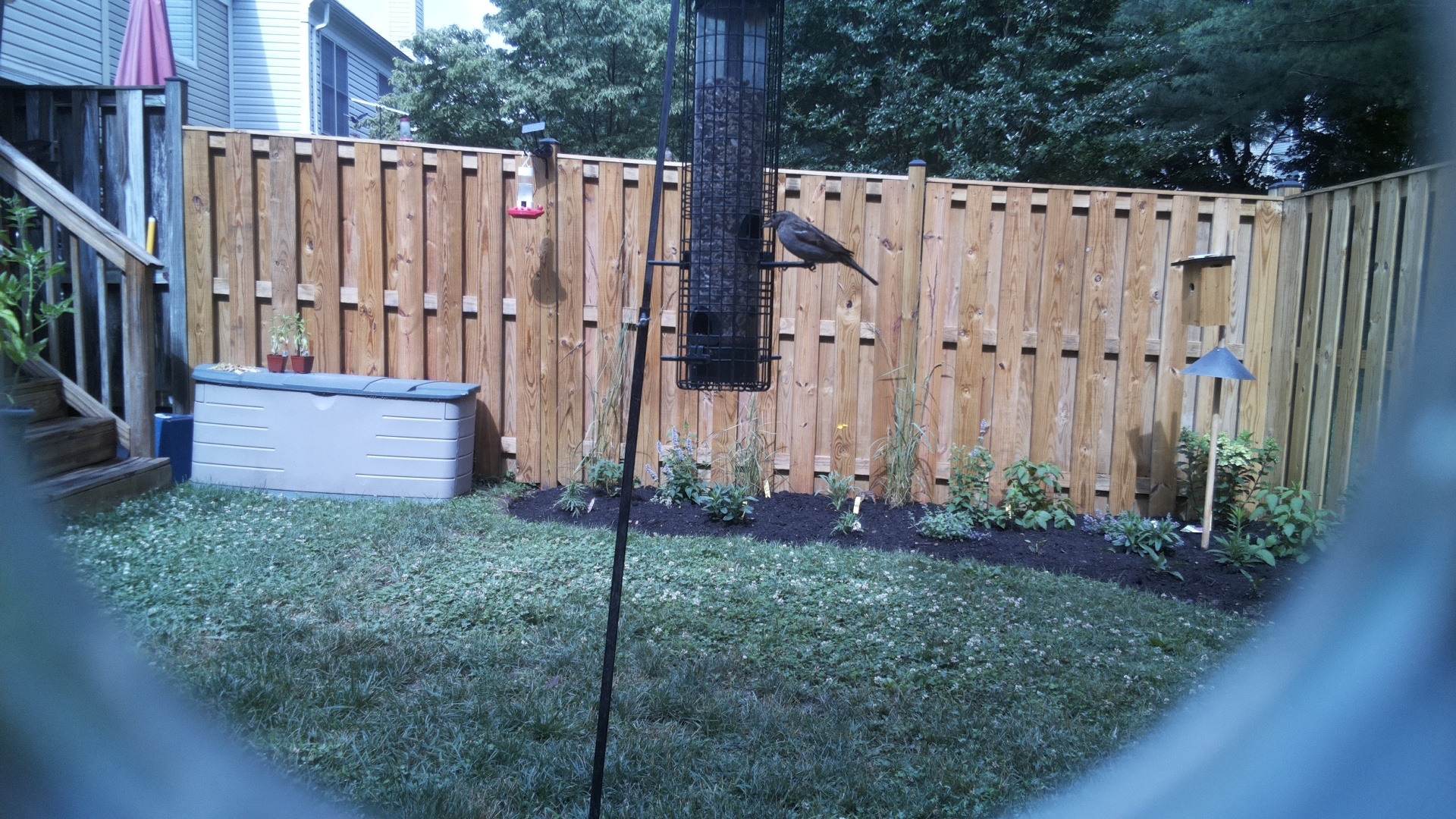 Unknown Bird