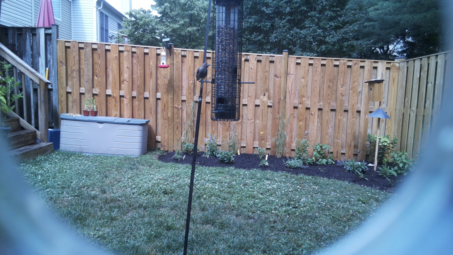 Brown-headed Cowbird
