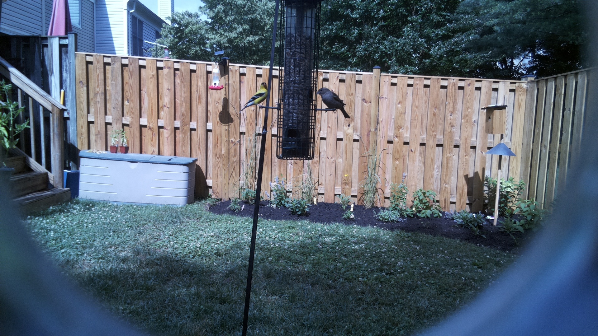 American Goldfinch