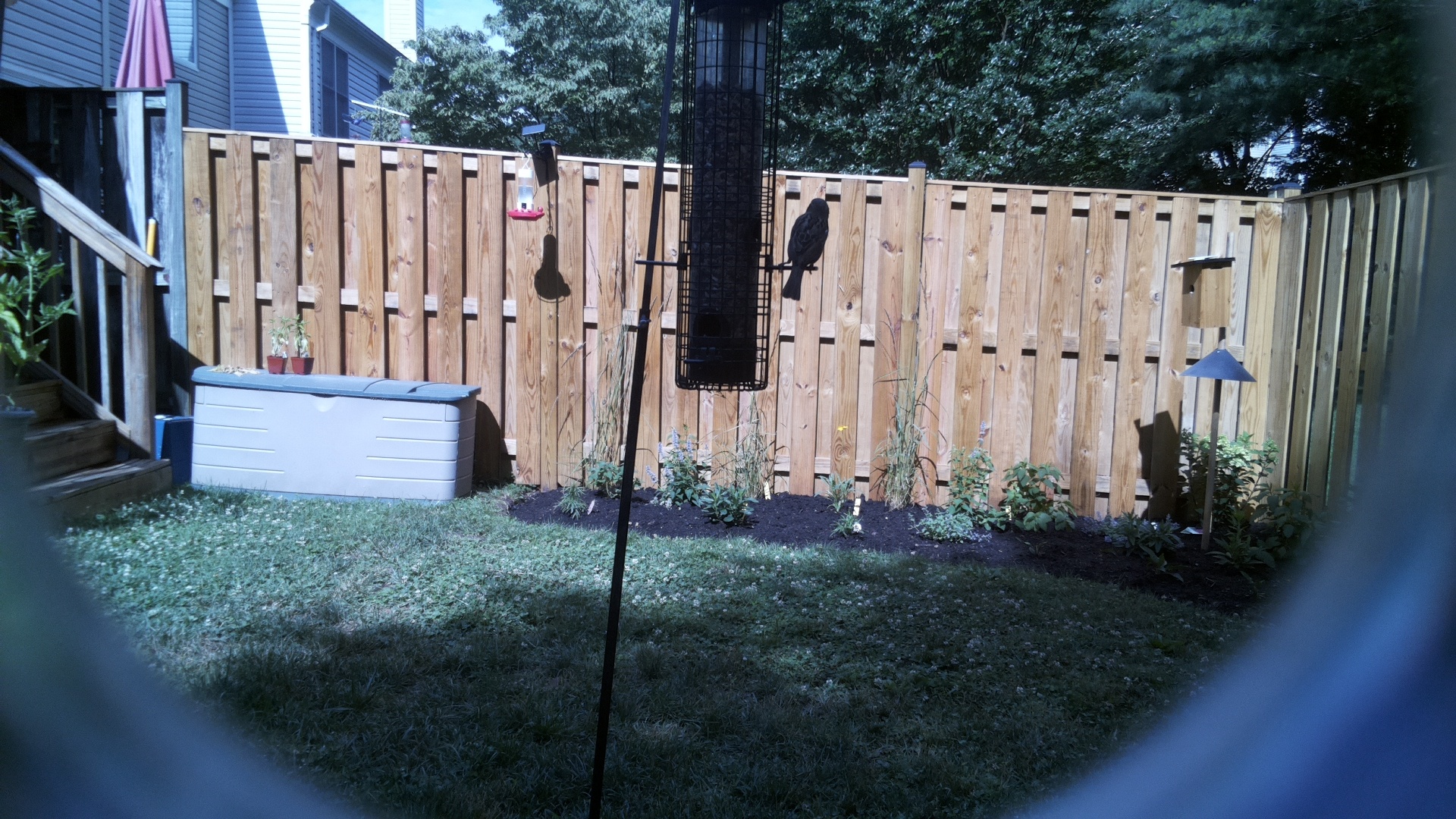 Likely Blackbird/Grackle