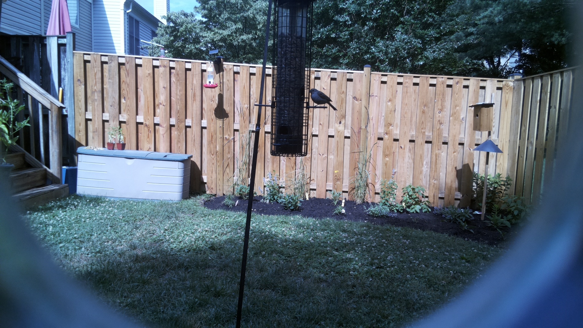 Brown-headed Cowbird