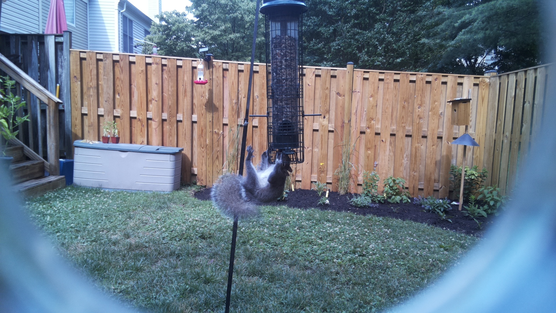 Likely Chickadee/Titmouse