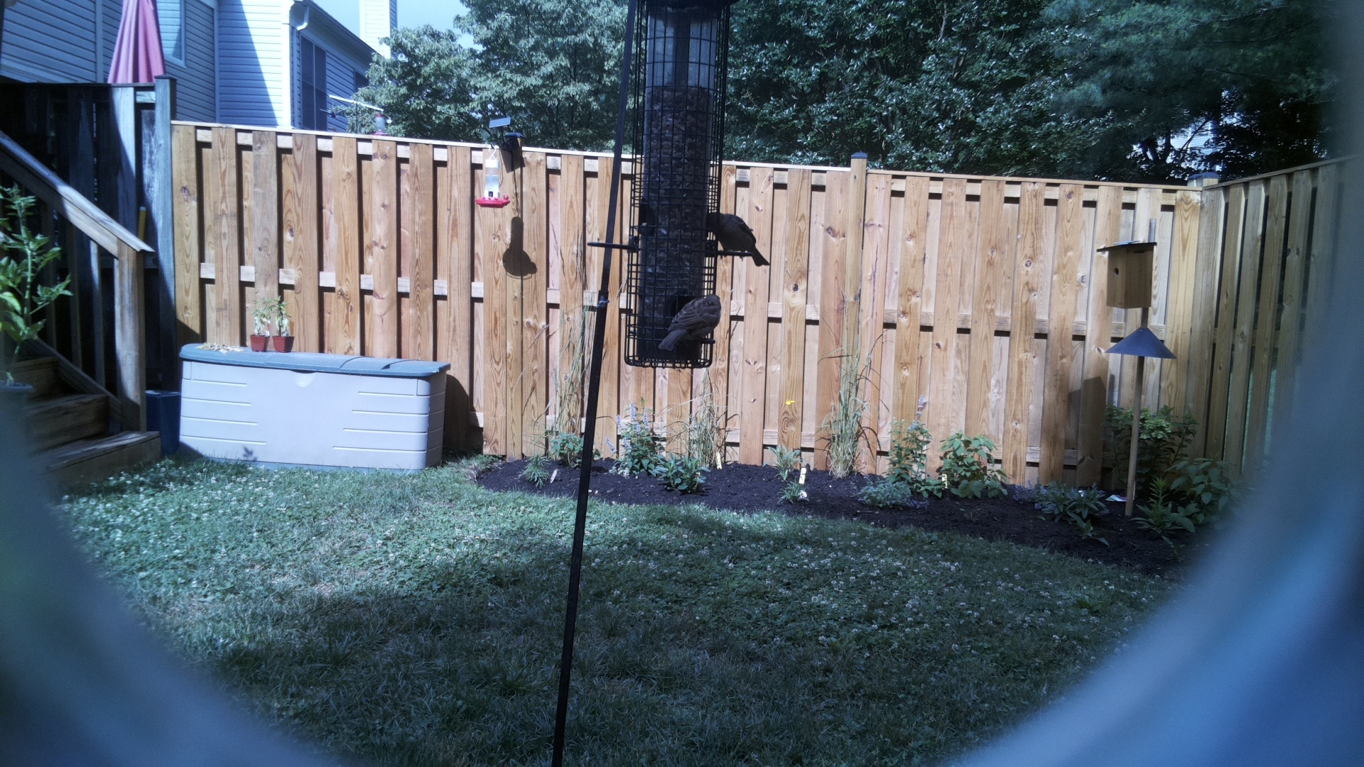 Likely Blackbird/Grackle