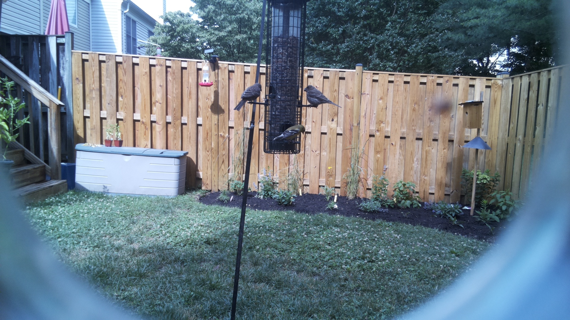 Unknown Bird