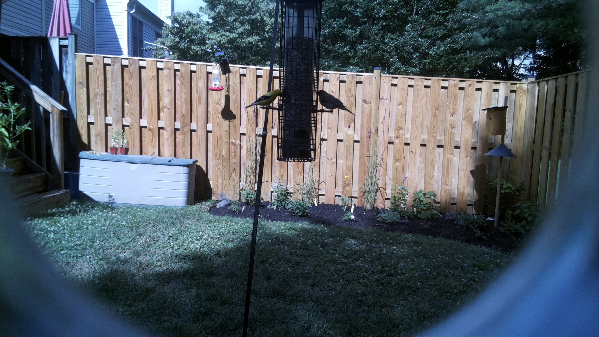Likely Blackbird/Grackle