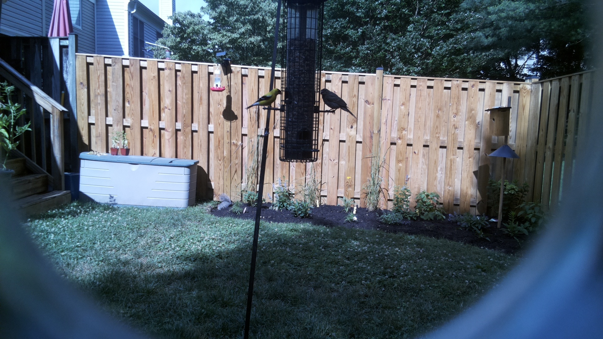 Likely Blackbird/Grackle