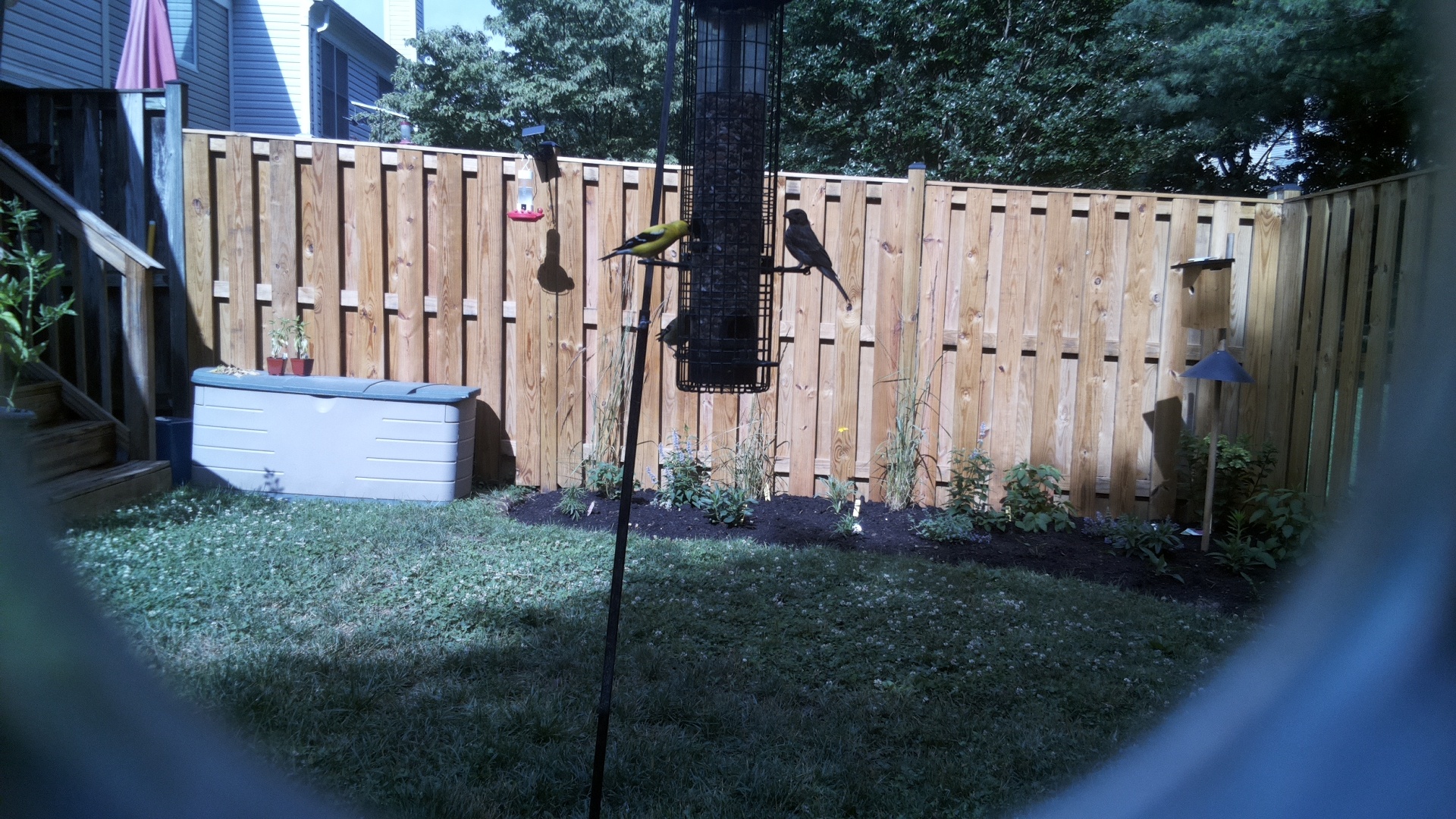 American Goldfinch