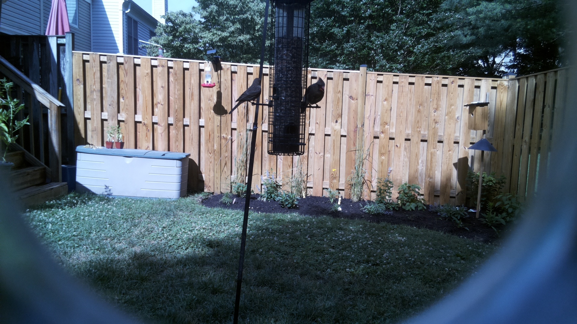 Likely Blackbird/Grackle