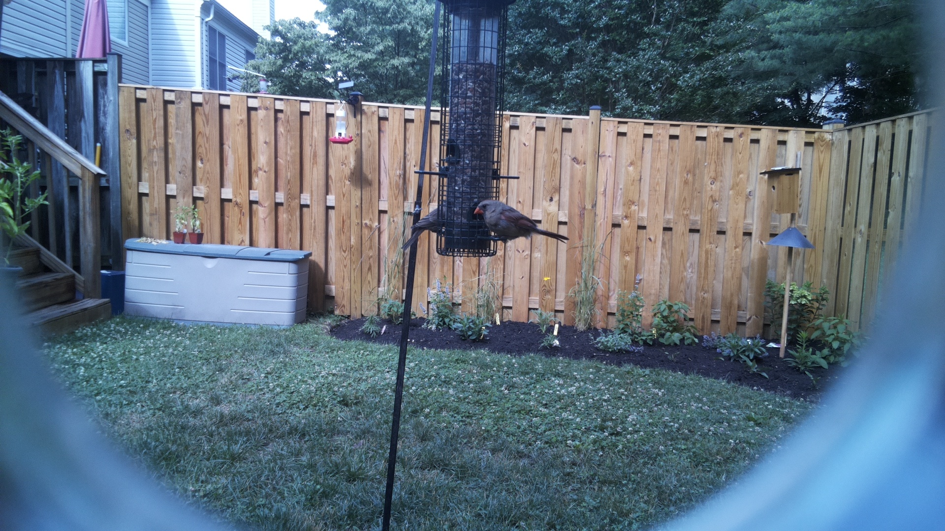 Unknown Bird