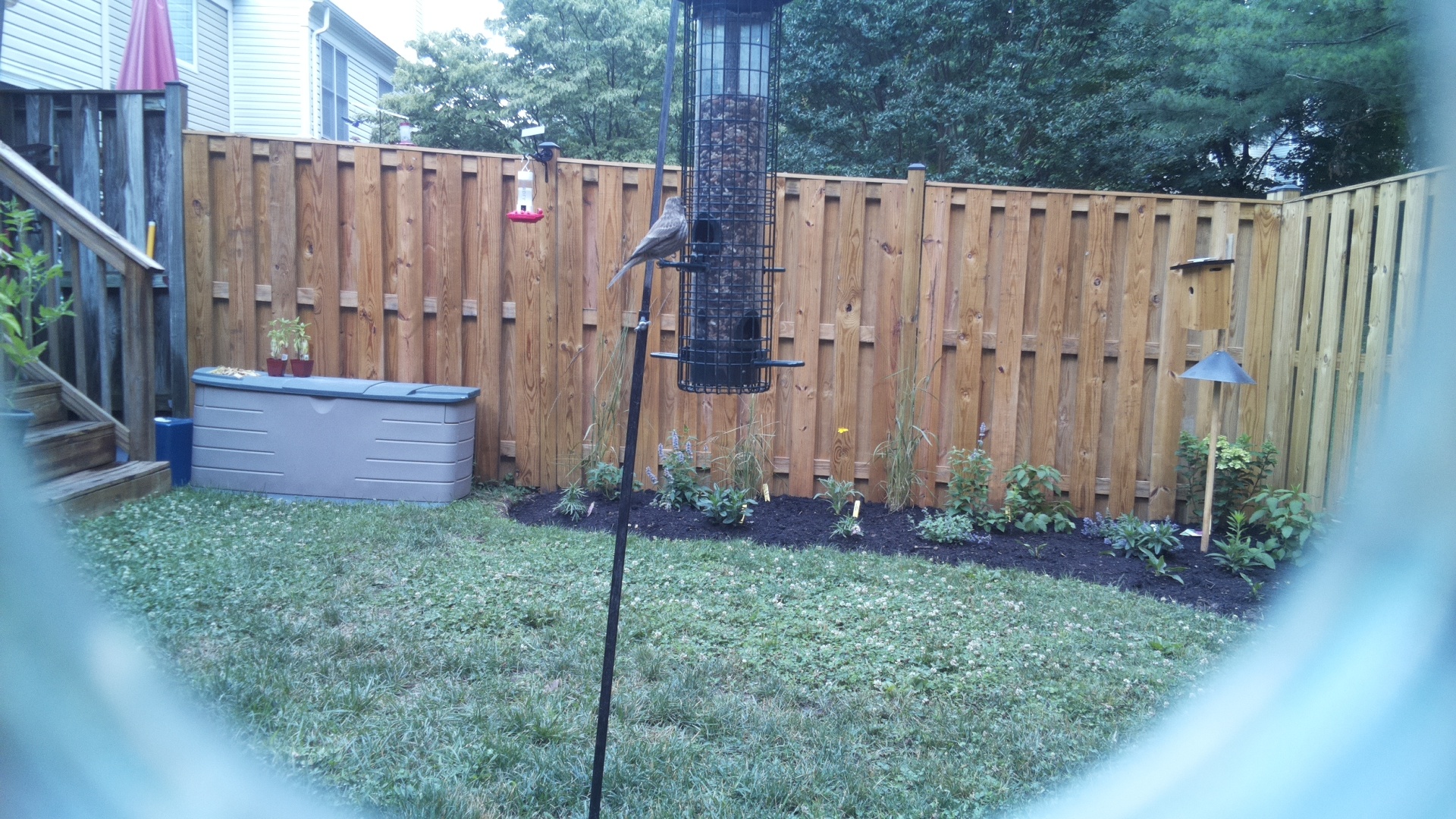 Likely Finch