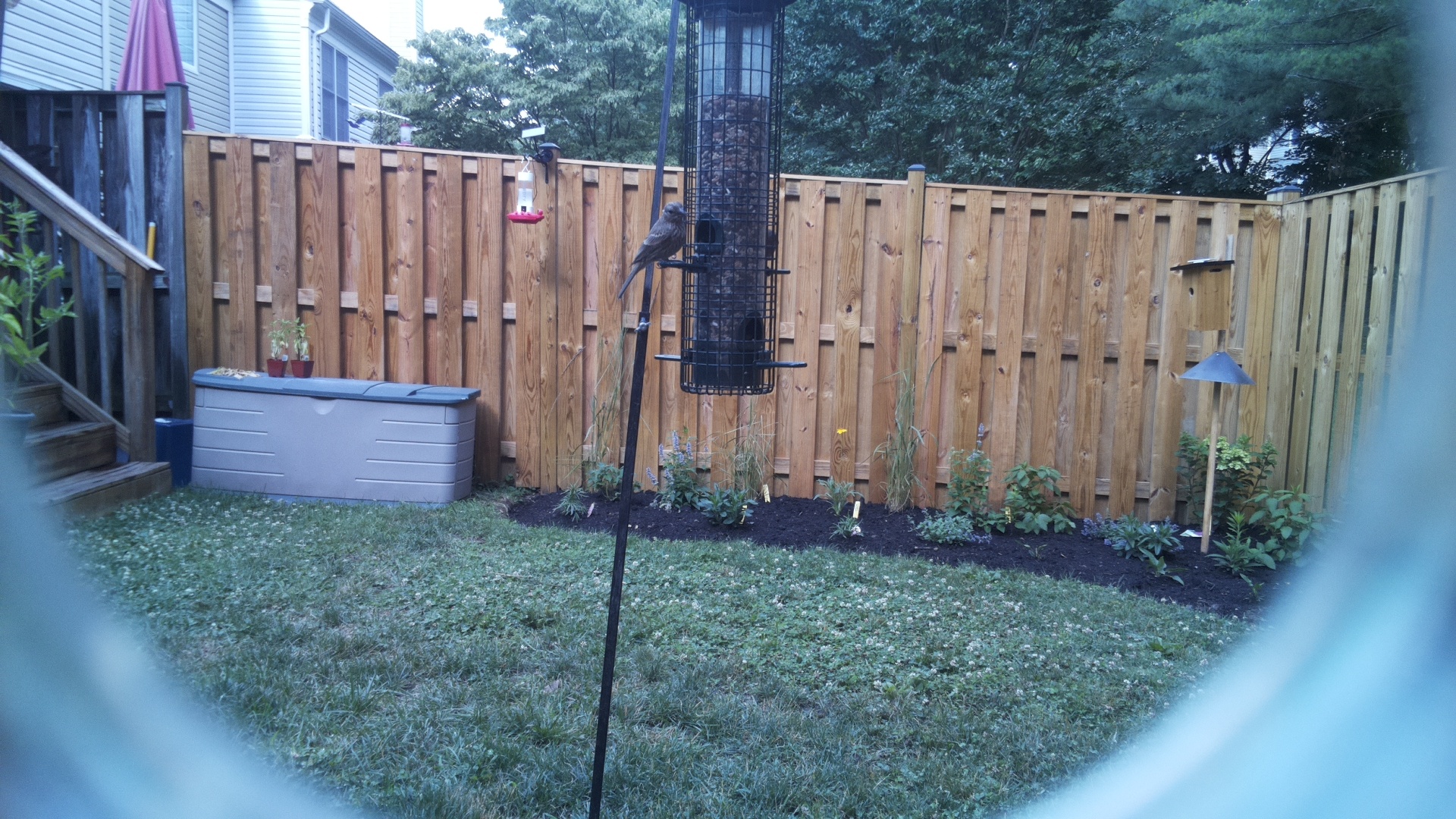 Likely Blackbird/Grackle