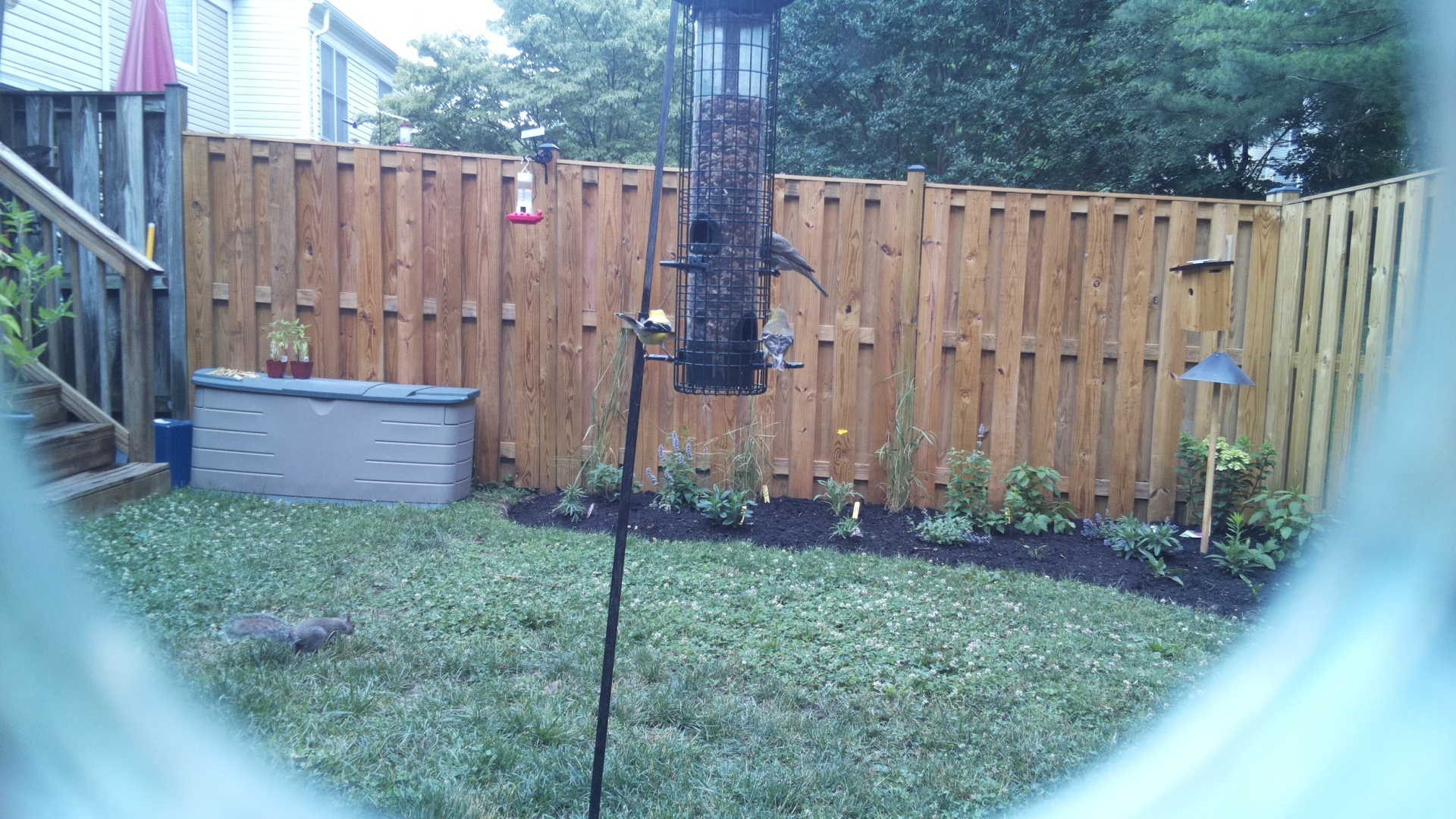 American Goldfinch