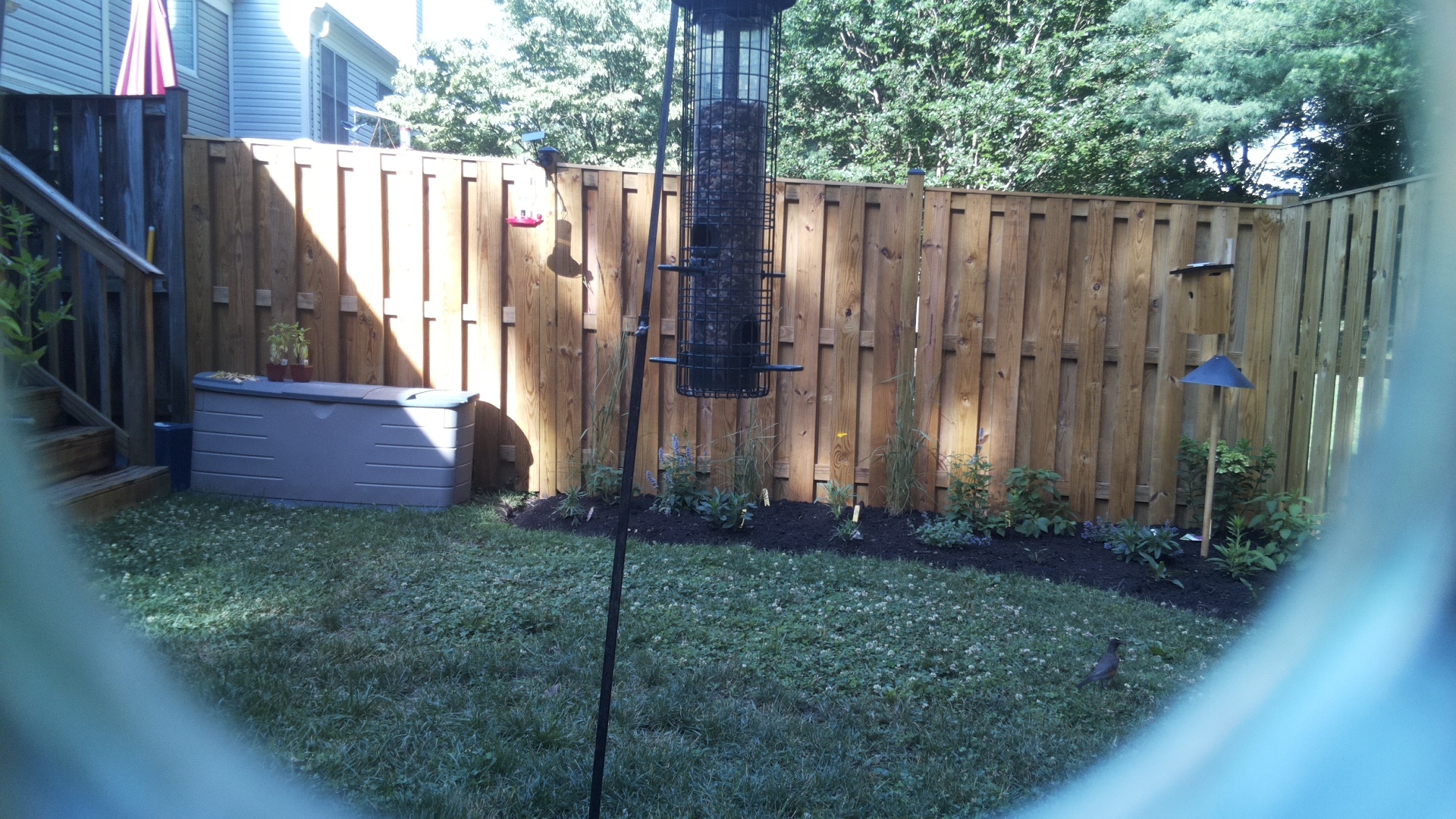 Unknown Bird
