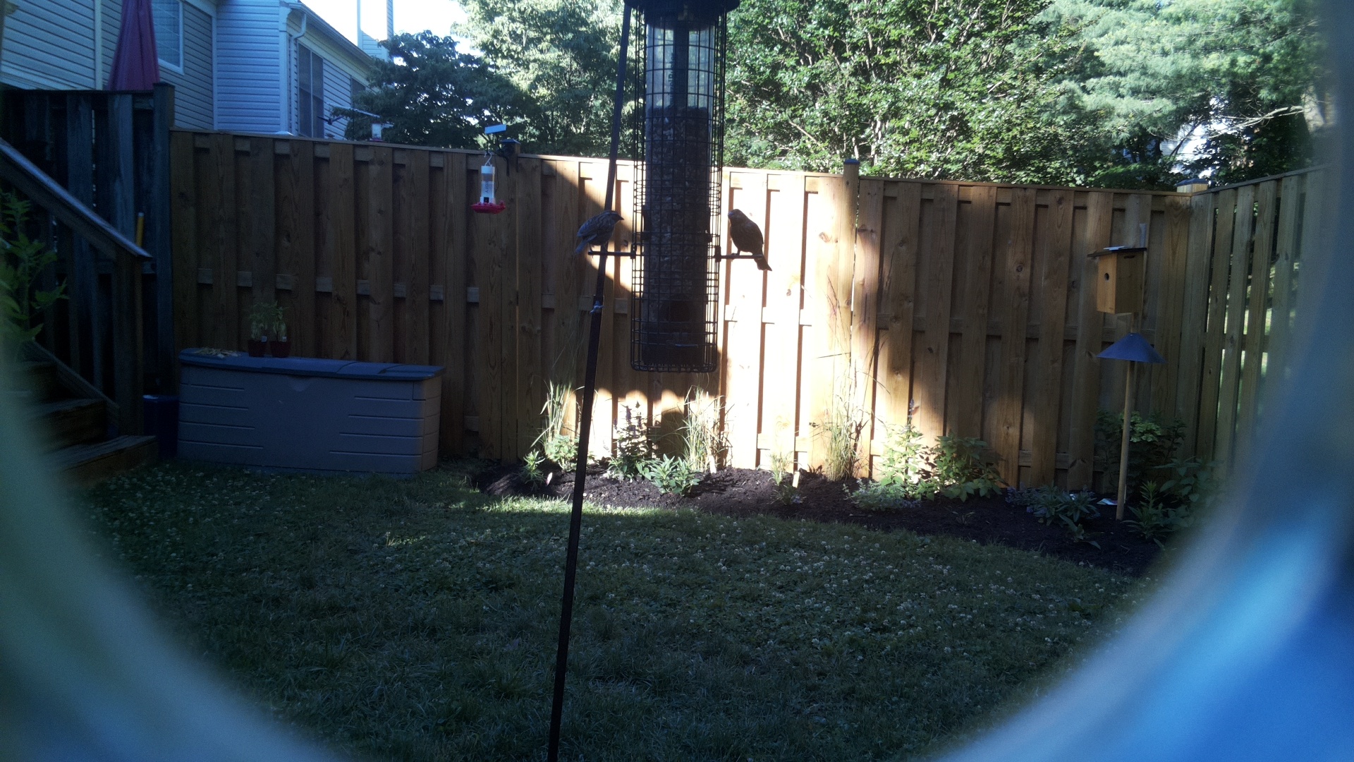 Likely Blackbird/Grackle