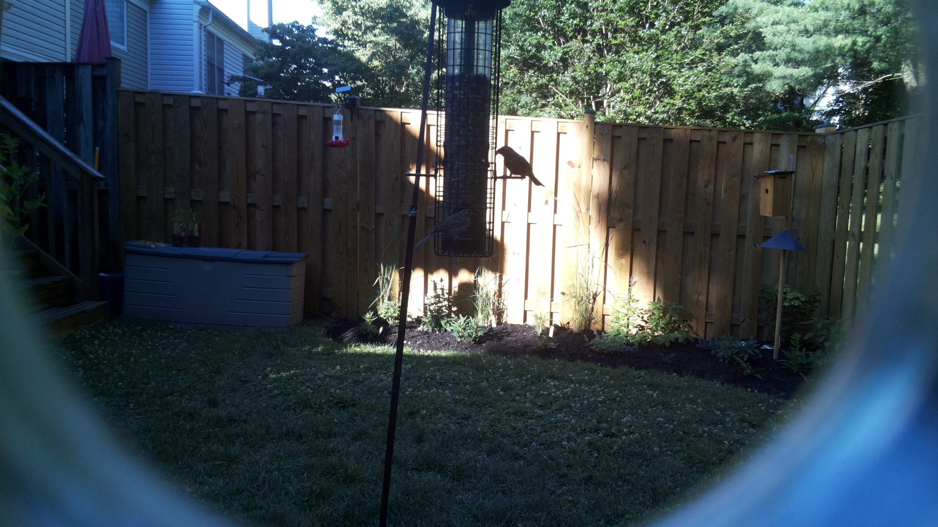 Brown-headed Cowbird