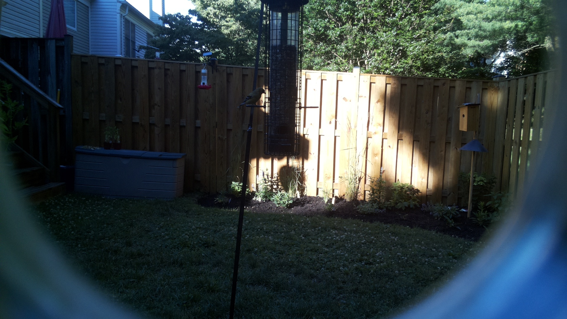 Likely Finch