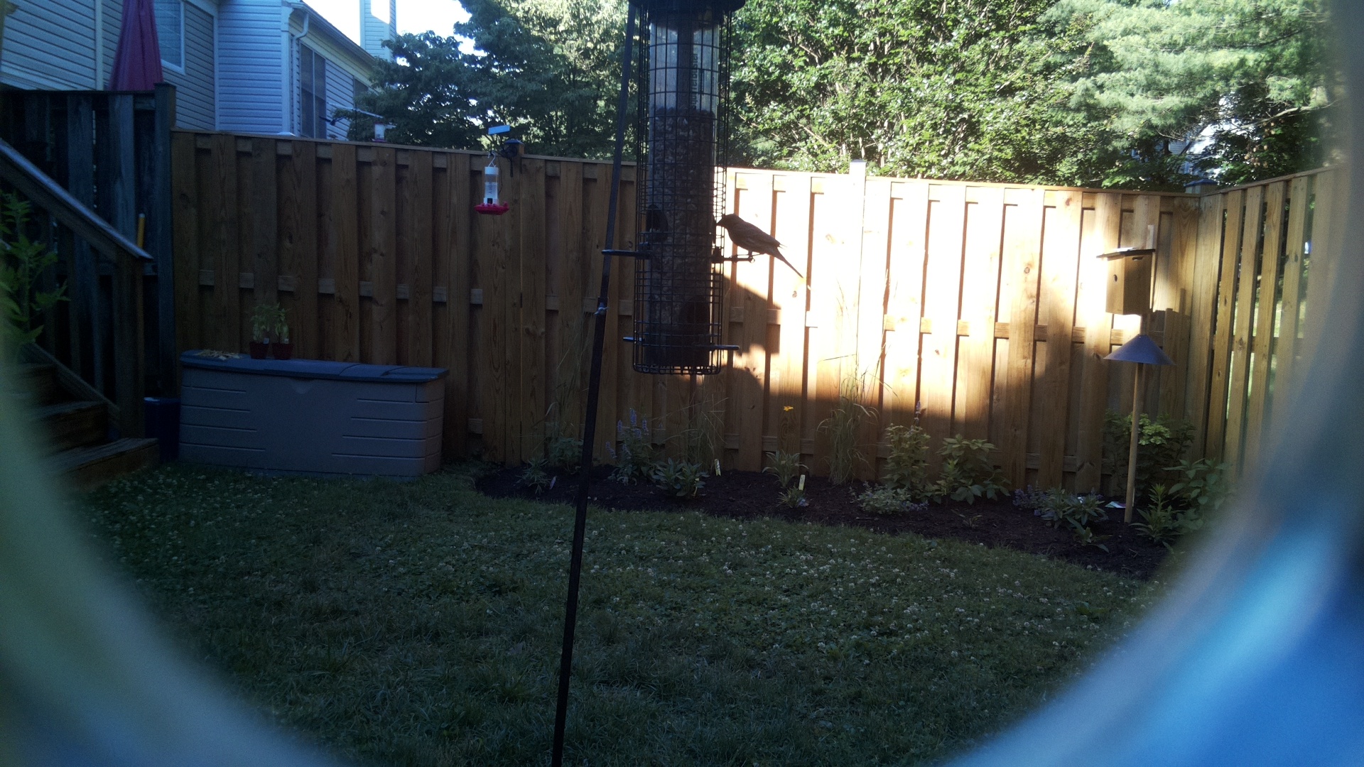 Likely Blackbird/Grackle