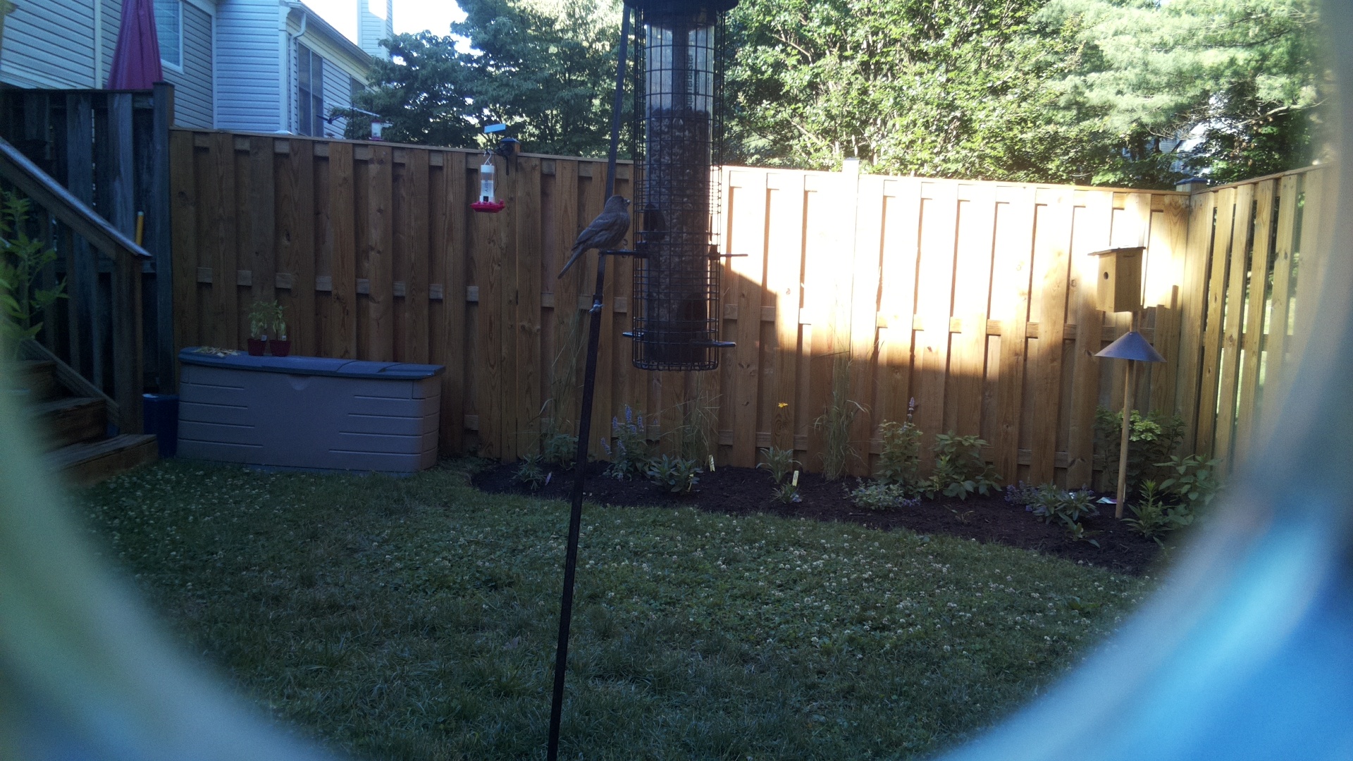 Unknown Bird