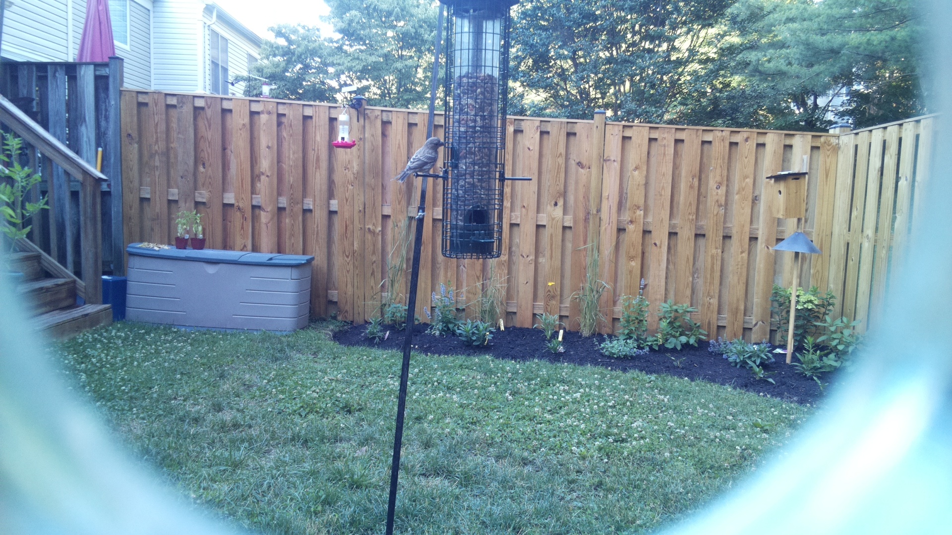 Likely Finch