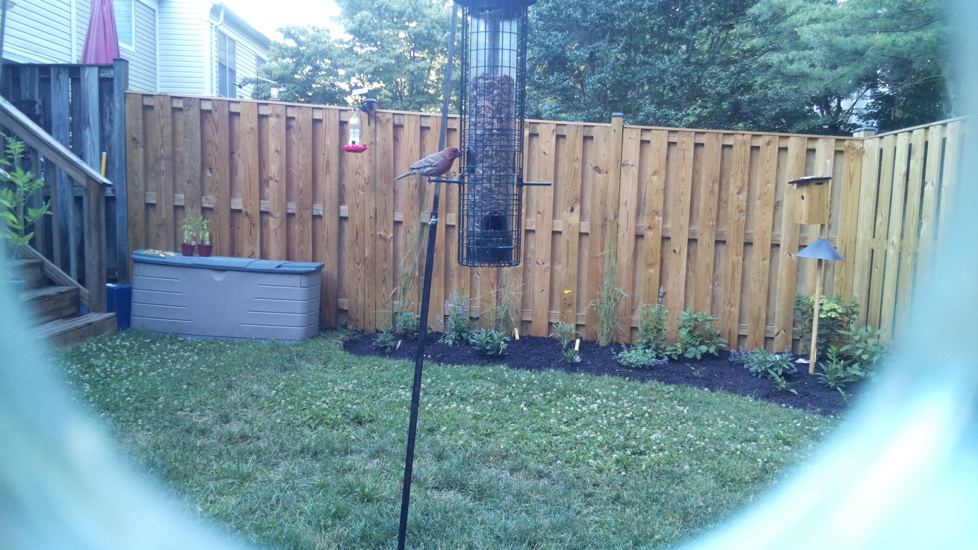 Purple Finch