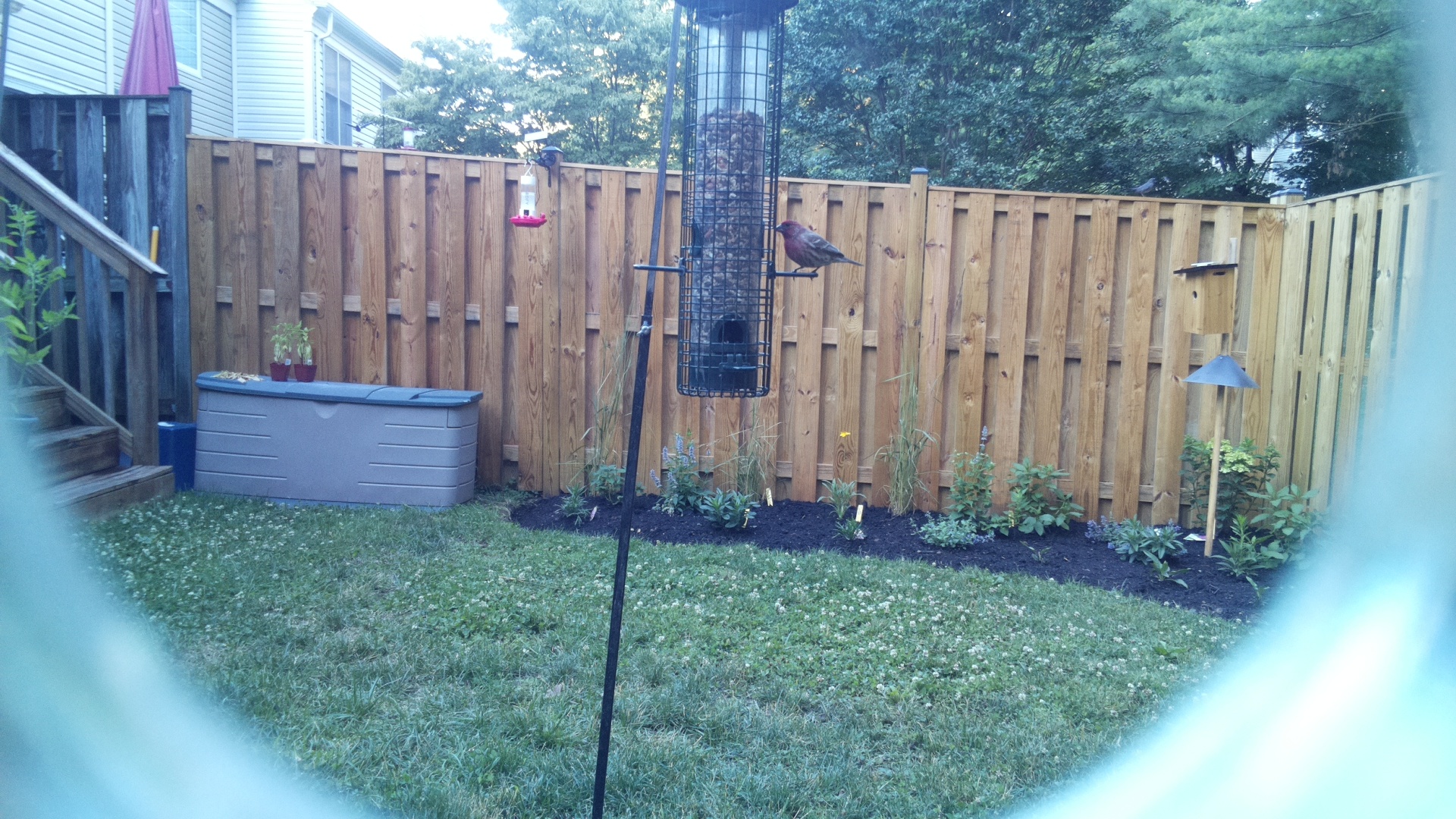 Purple Finch