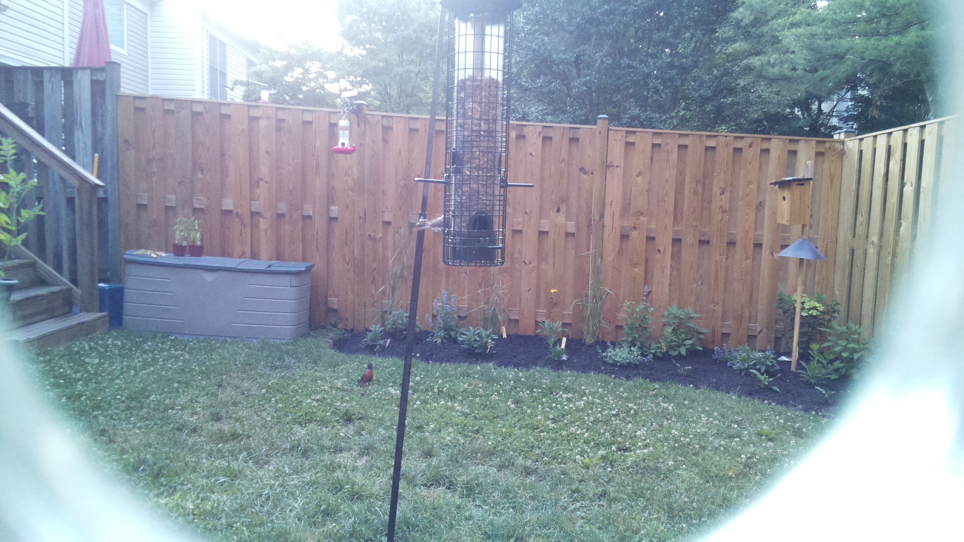 American Robin