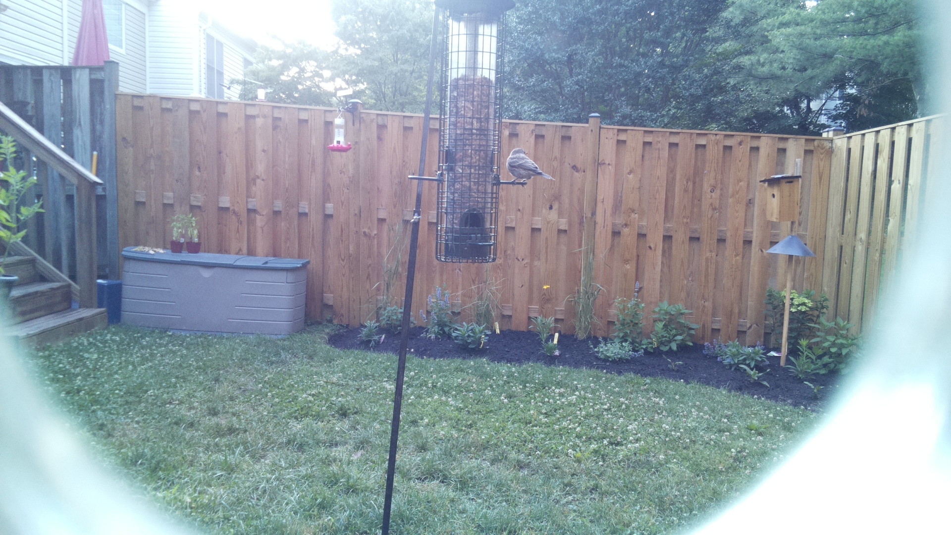 Likely Sparrow