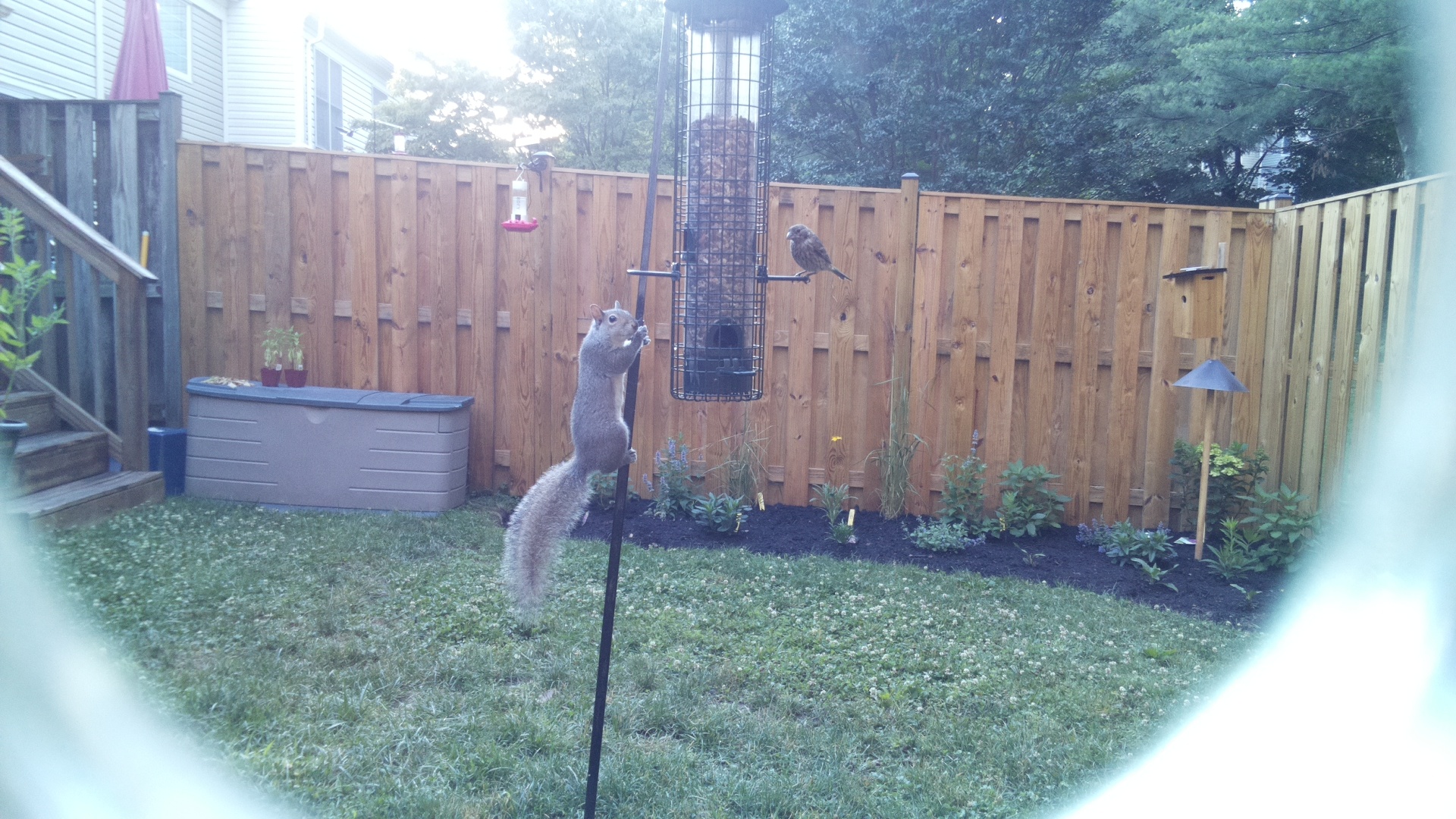 Likely Finch