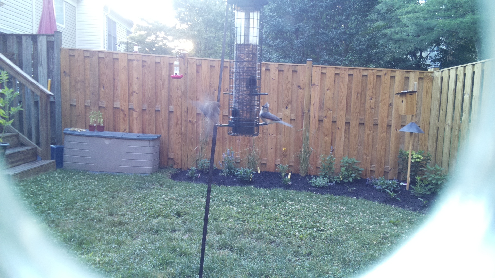 Tufted Titmouse