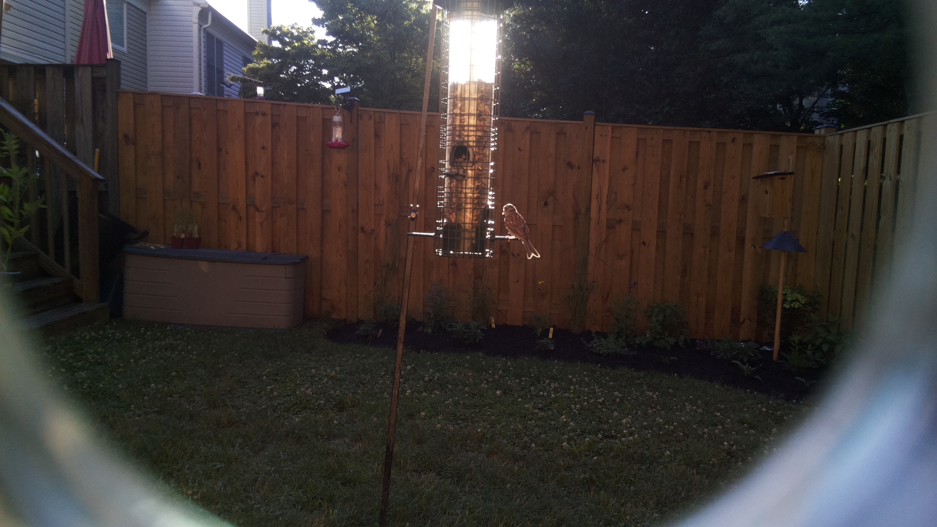 Likely Finch