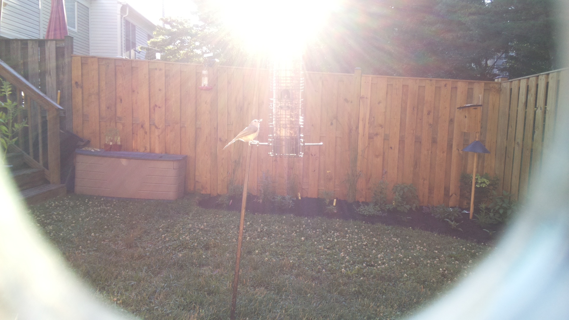 Unknown Bird