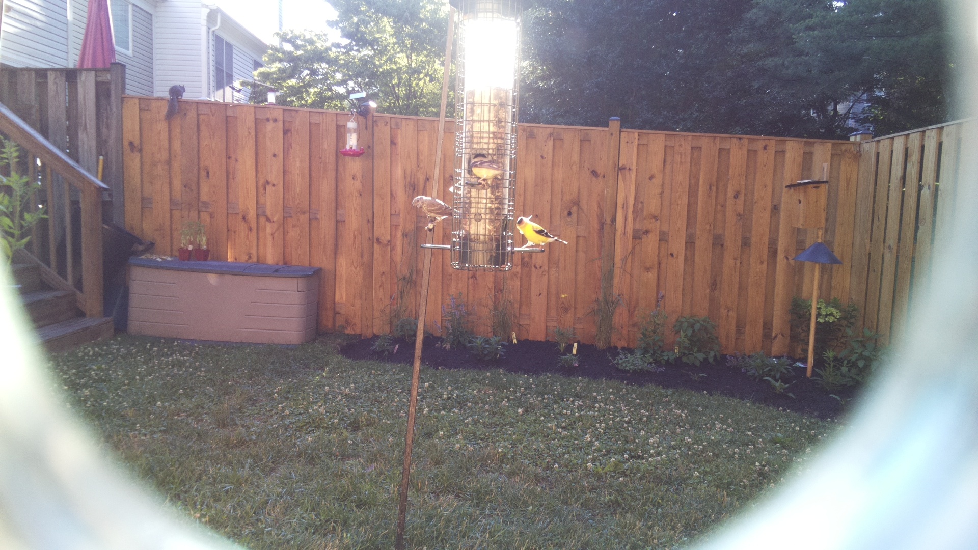 American Goldfinch